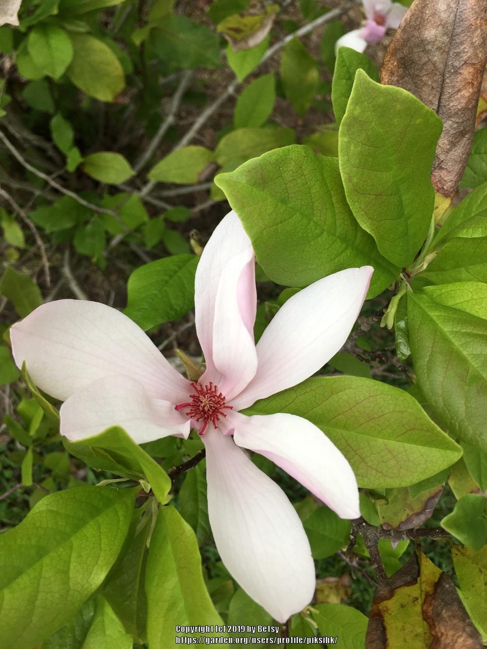 Photo of Saucer Magnolia (Magnolia x soulangeana) uploaded by piksihk