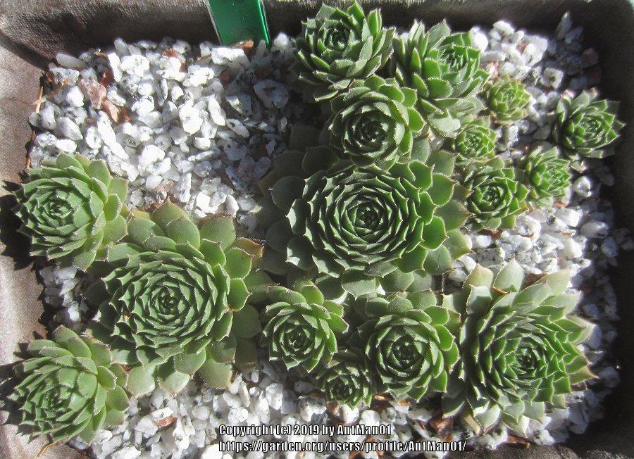 Photo of Hen and Chicks (Sempervivum 'Rhubarb Crumble') uploaded by AntMan01
