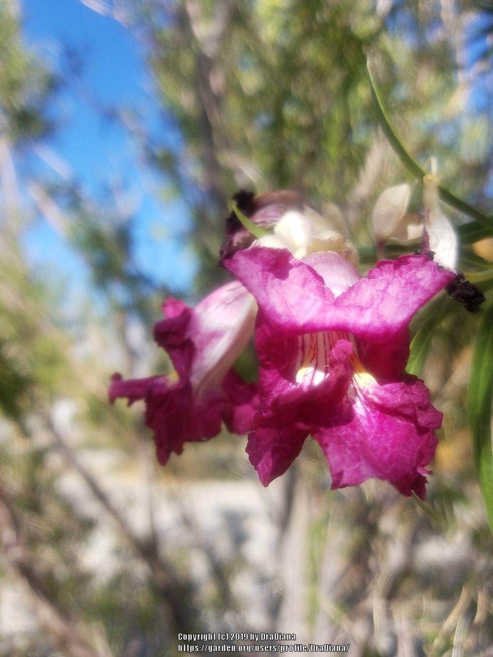 Photo of Desert Willow (Chilopsis linearis) uploaded by DraDiana