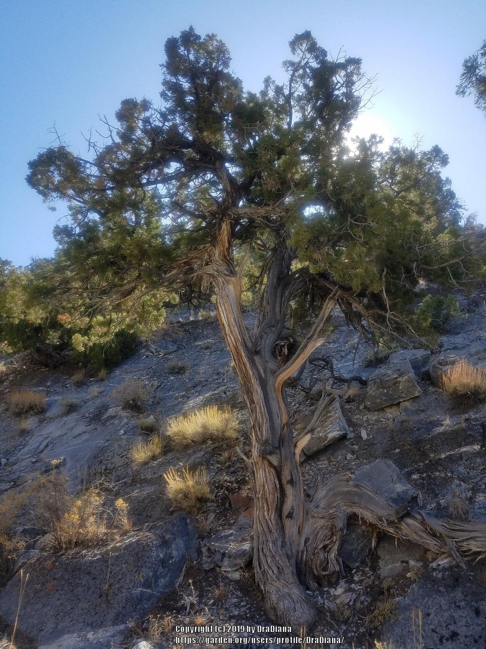 Photo of Utah Juniper (Juniperus osteosperma) uploaded by DraDiana
