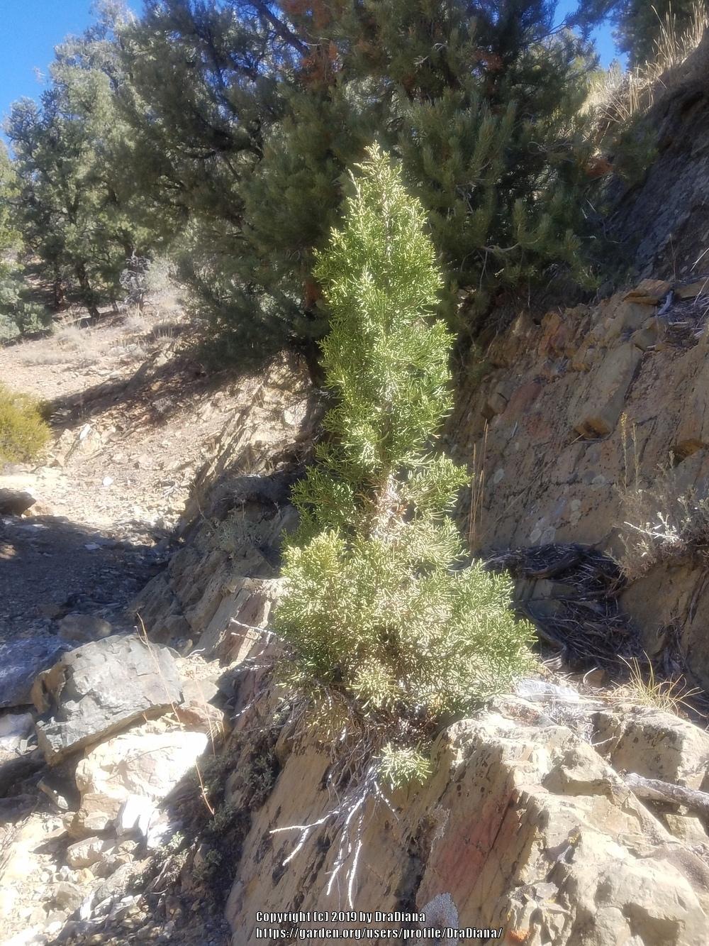 Photo of Utah Juniper (Juniperus osteosperma) uploaded by DraDiana