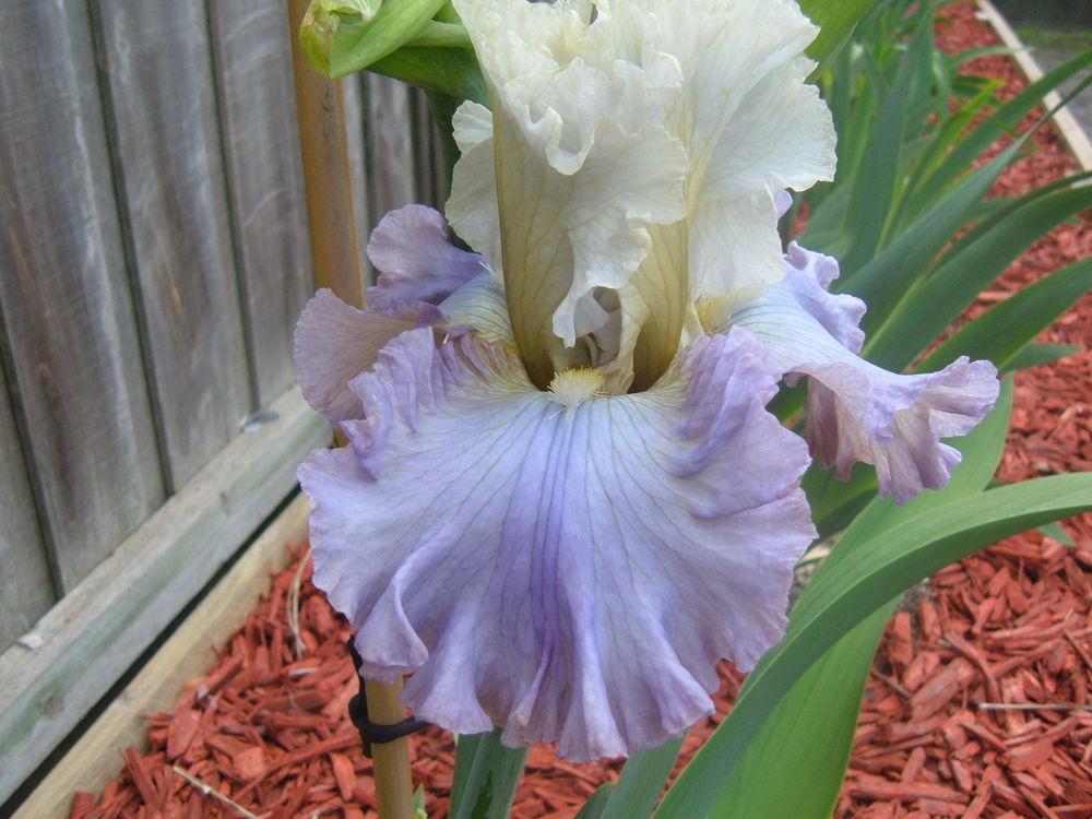 Photo of Tall Bearded Iris (Iris 'Sunday Concert') uploaded by PaulaHocking