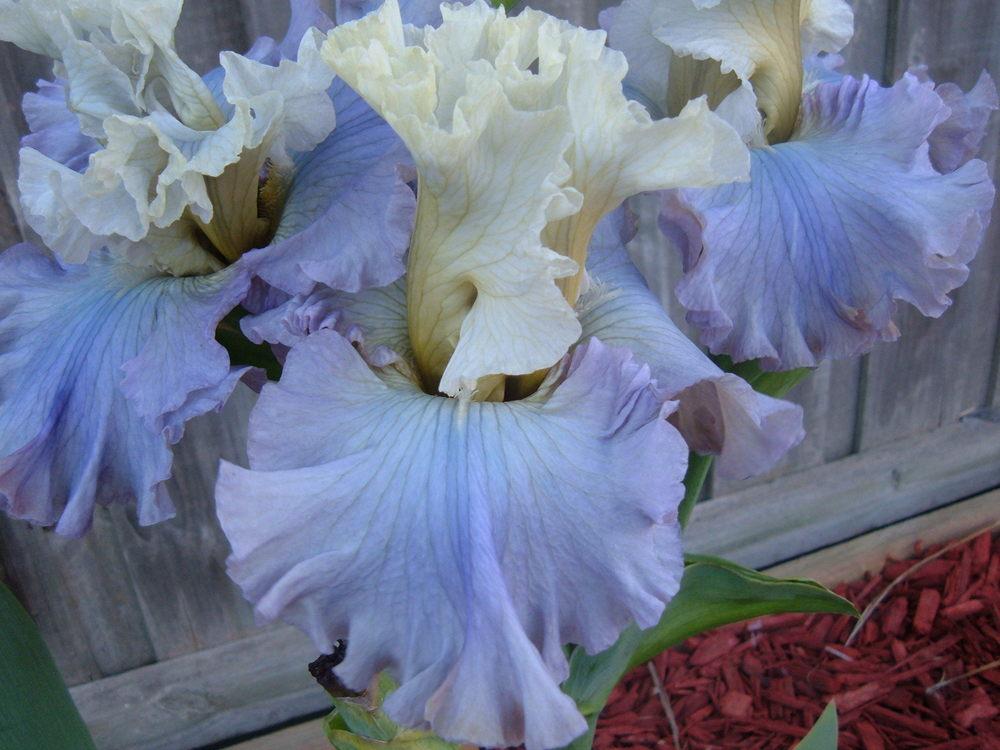 Photo of Tall Bearded Iris (Iris 'Sunday Concert') uploaded by PaulaHocking