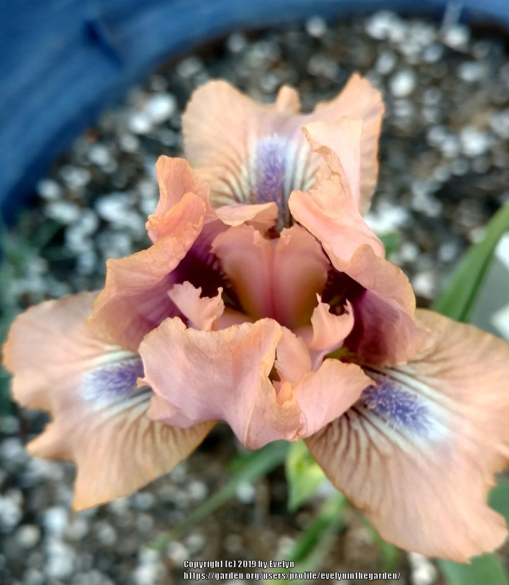 Photo of Standard Dwarf Bearded Iris (Iris 'Chanted') uploaded by evelyninthegarden