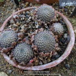 Location: RHS Harlow Carr alpine house, Yorkshire
Date: 2019-09-30