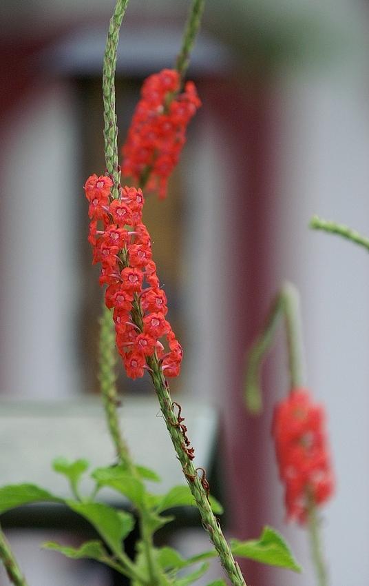 Photo of Red Porterweed (Stachytarpheta mutabilis) uploaded by krobra
