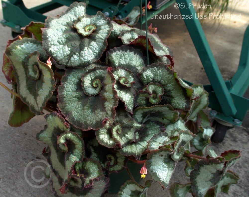 Photo of King Begonia (Begonia 'Escargot') uploaded by DaylilySLP