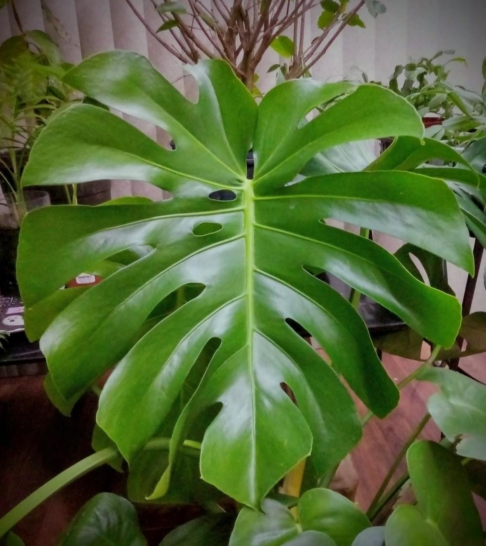 Photo of Split-Leaf Philodendron (Monstera deliciosa) uploaded by JayZeke