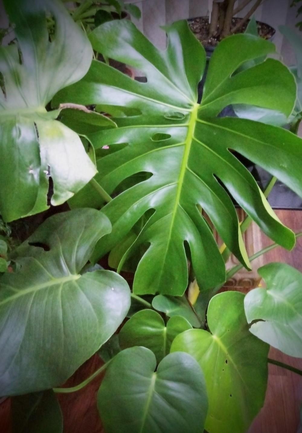 Photo of Split-Leaf Philodendron (Monstera deliciosa) uploaded by JayZeke