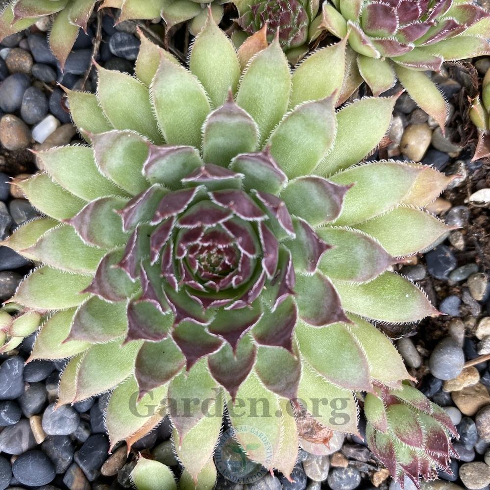 Photo of Hen and Chicks (Sempervivum 'Fusilier') uploaded by Patty