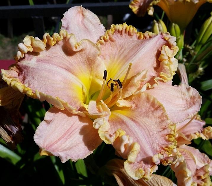 Photo of Daylily (Hemerocallis 'Darla Anita') uploaded by flowerpower35