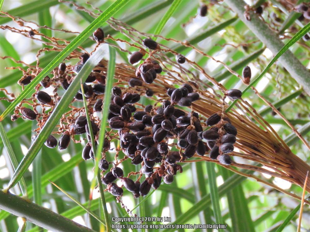 Photo of Pygmy Date Palm (Phoenix roebelenii) uploaded by plantladylin