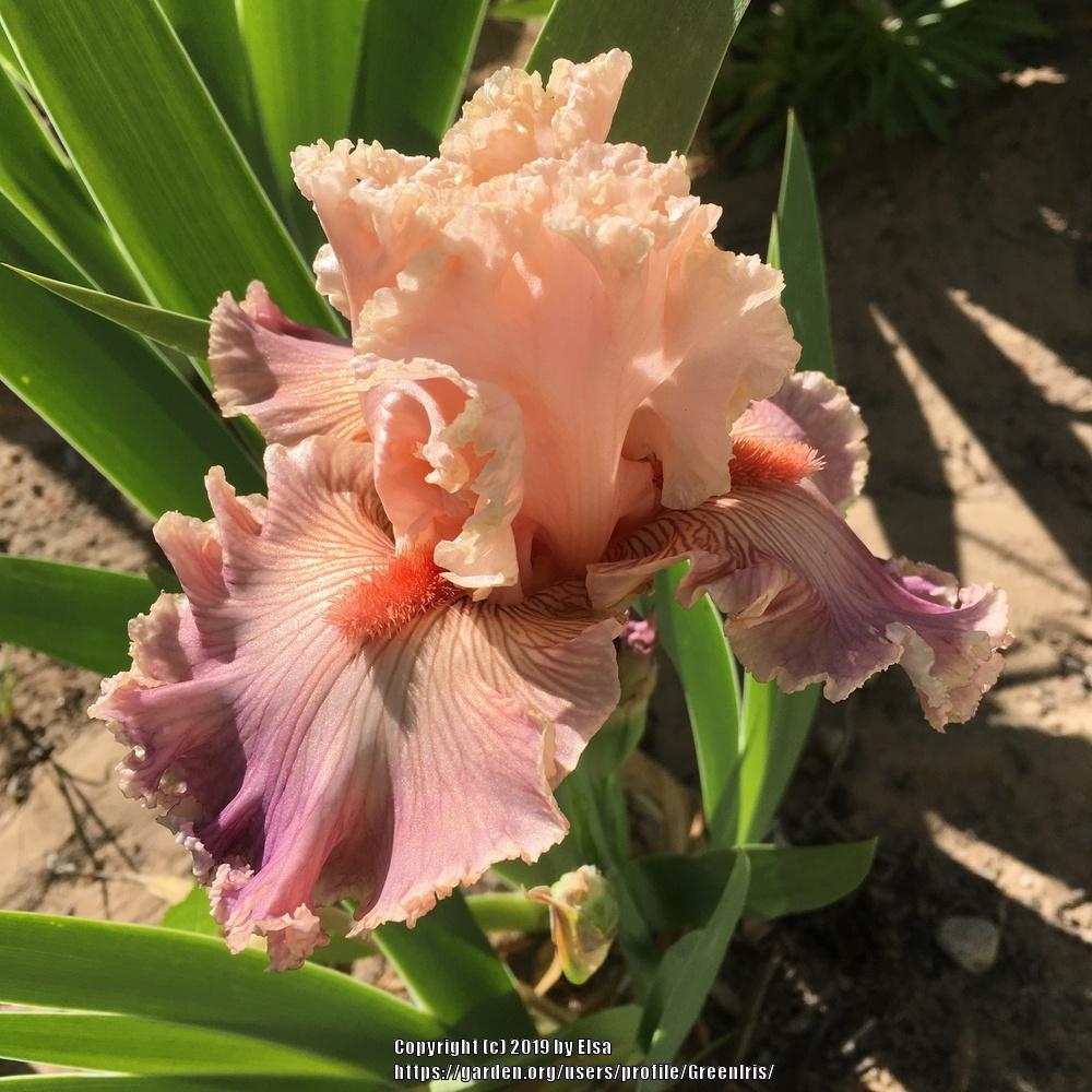 Photo of Tall Bearded Iris (Iris 'Georgette Silk') uploaded by GreenIris