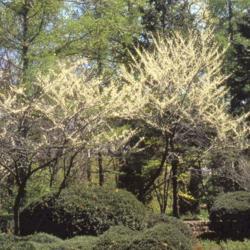 Location: Cantigny Gardens in Wheaton, Illinois
Date: 2007-11-19
trees in bloom in April 1985