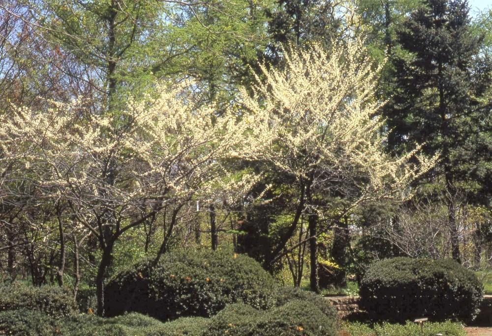 Photo of Eastern Redbud (Cercis canadensis var. canadensis 'Alba') uploaded by ILPARW