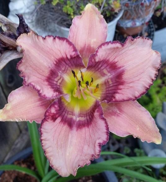 Photo of Daylily (Hemerocallis 'Get Jiggy') uploaded by flowerpower35