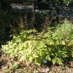 Location: Jenkins Arboretum in Berwyn, Pennsylvania
Date: 2019-10-05
plant in border in early autumn