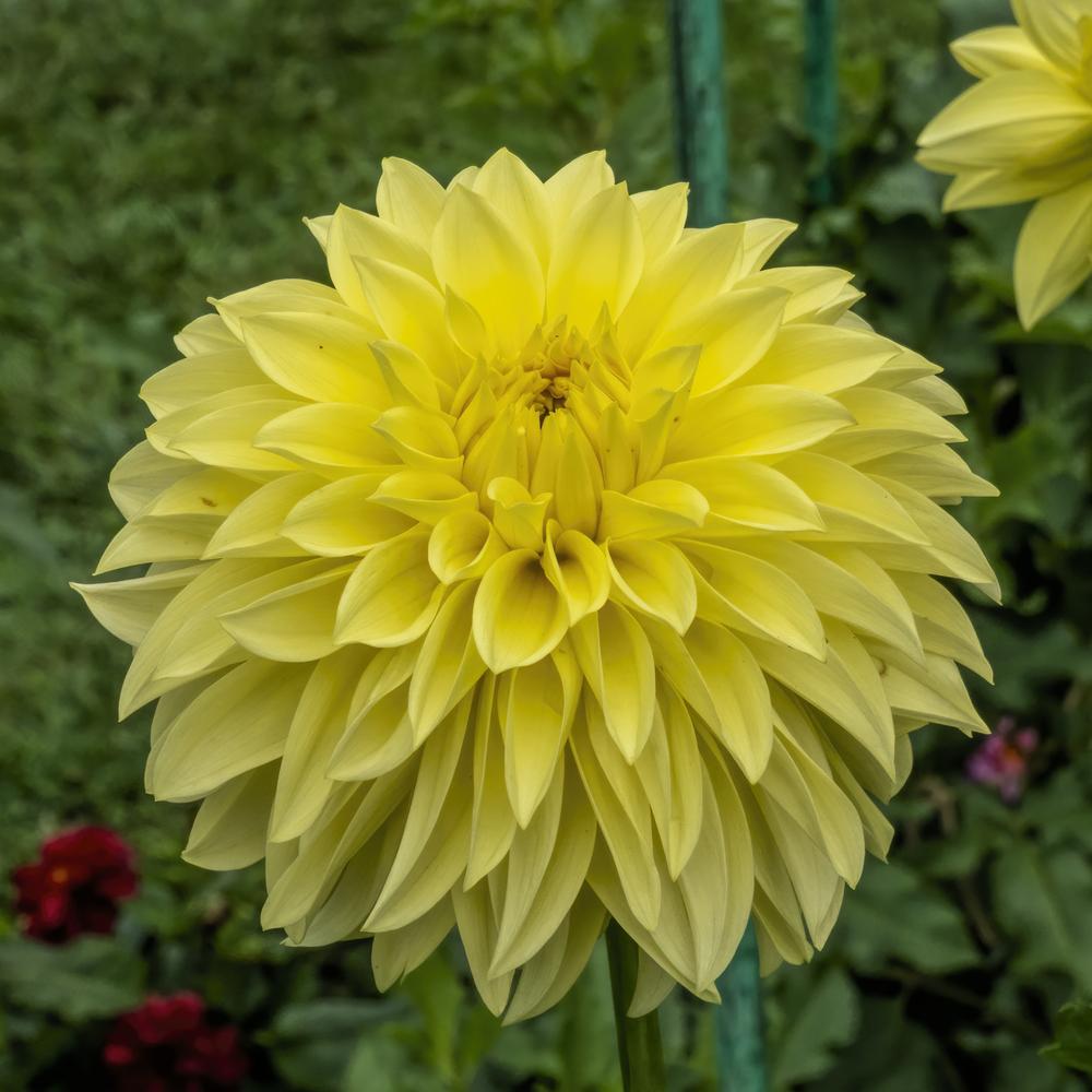 Photo of Dahlia 'AC Golden Nickles' uploaded by arctangent