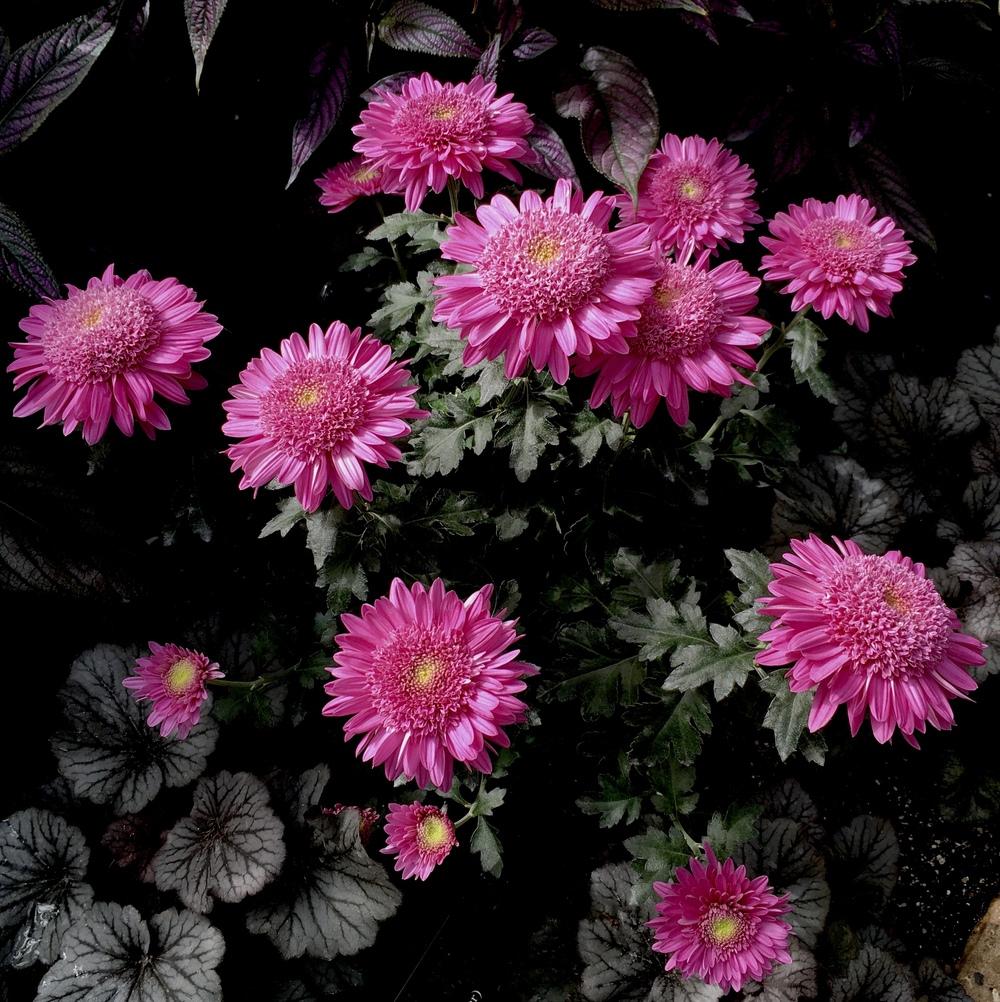Photo of Anemone Mum (Chrysanthemum 'Purple Light') uploaded by csandt