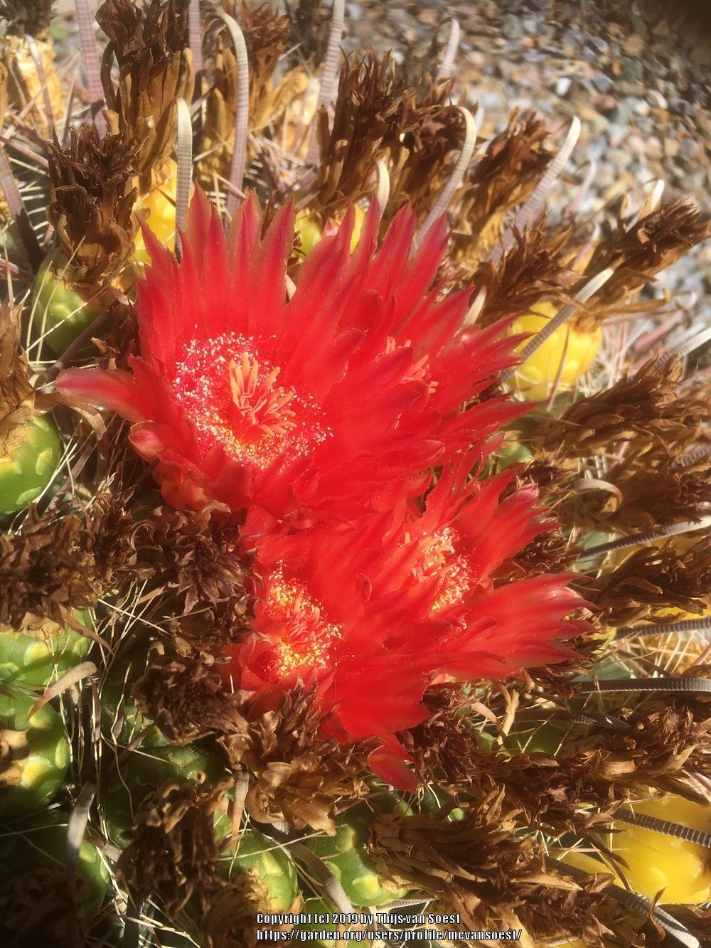 Photo of Arizona Barrel Cactus (Ferocactus wislizeni) uploaded by mcvansoest