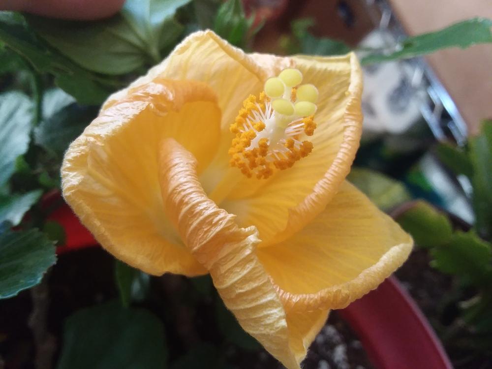 Photo of Tropical Hibiscuses (Hibiscus rosa-sinensis) uploaded by RoseA32