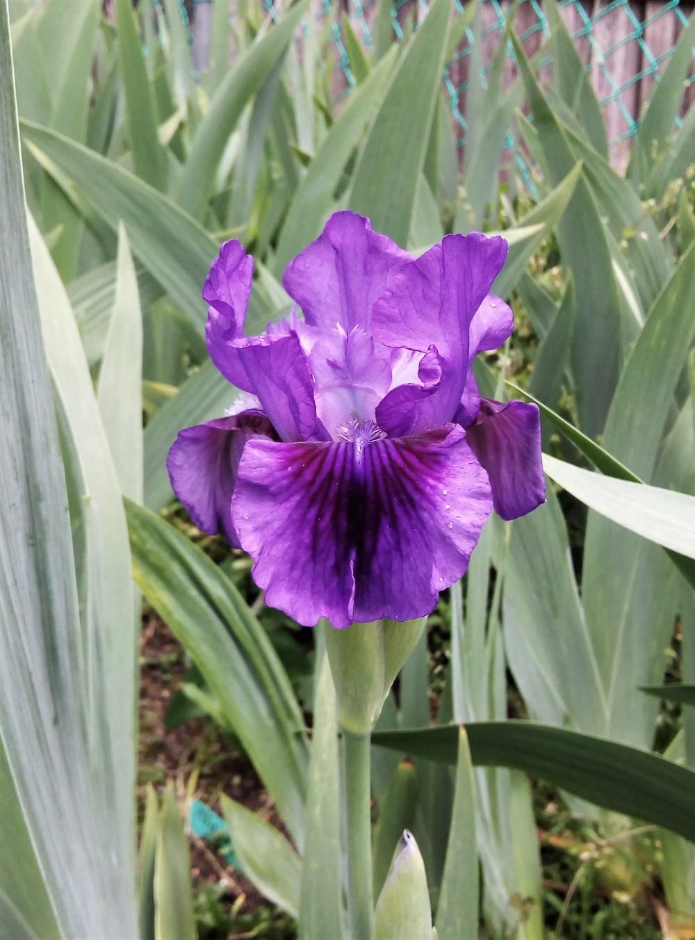 Photo of Intermediate Bearded Iris (Iris 'Delovely') uploaded by Gardendaze00