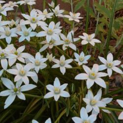 Location: In my garden in Oklahoma City, OK
Date: 04-03-2017
Nothoscordum bivalve [False Garlic] 003