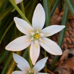 Location: In my garden in Oklahoma City, OK
Date: 04-03-2017
Nothoscordum bivalve [False Garlic]  005