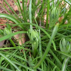 Location: In my garden in Oklahoma City, OK
Date: 03-29-2017
Nothoscordum bivalve [False Garlic] 001