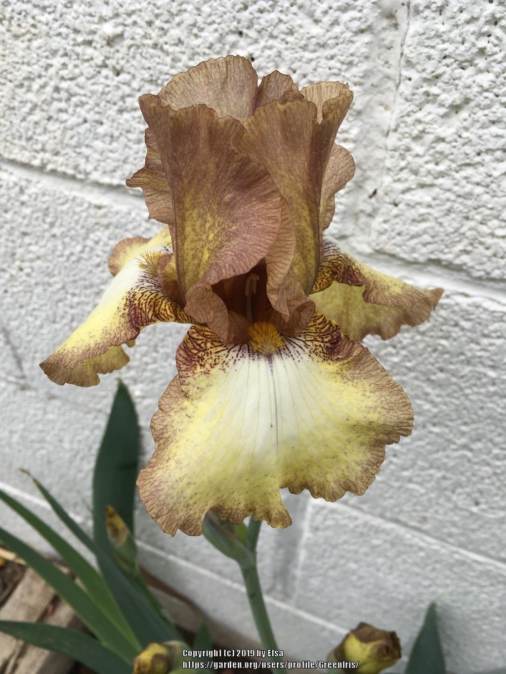Photo of Tall Bearded Iris (Iris 'Patina') uploaded by GreenIris