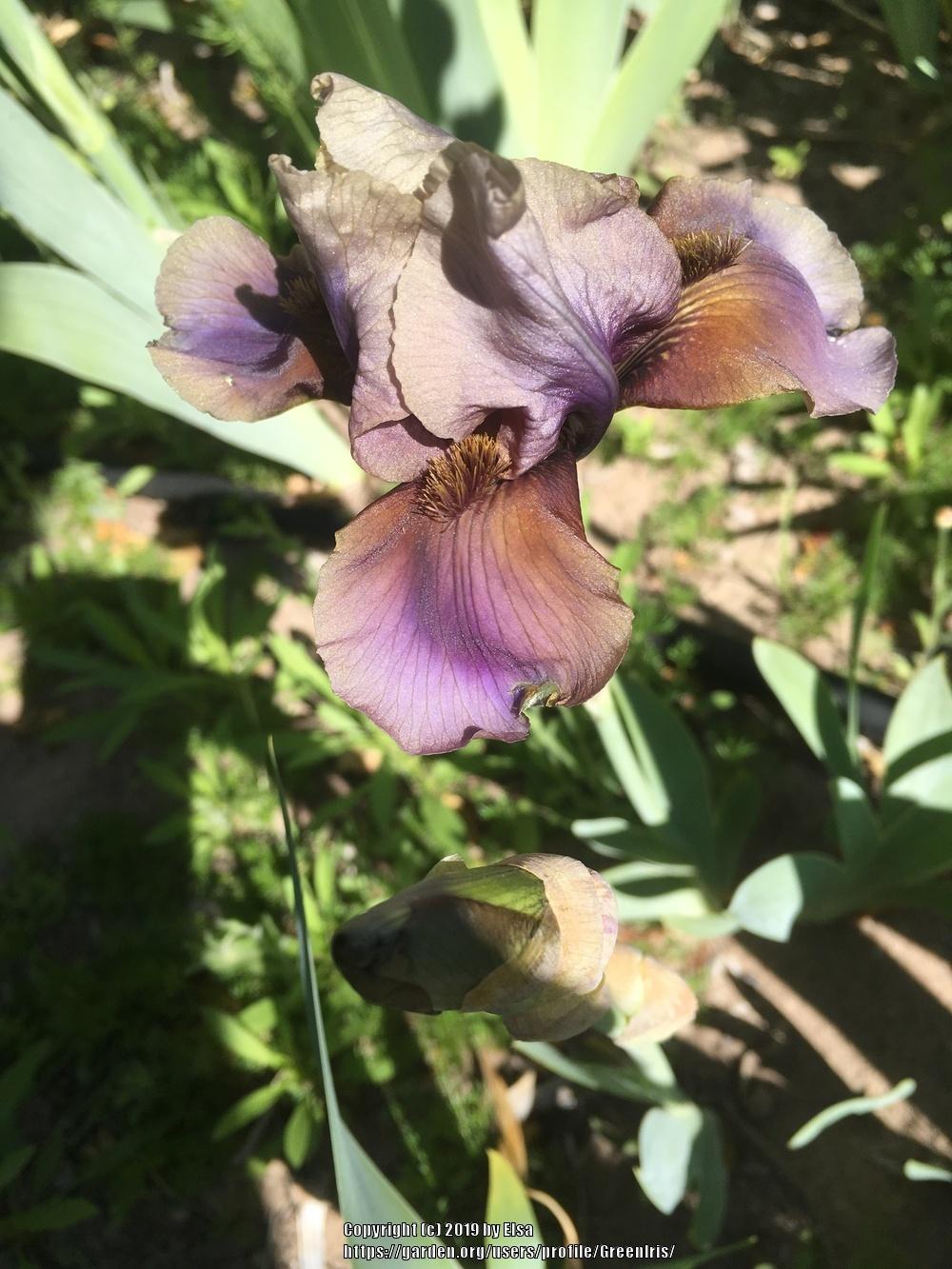 Photo of Border Bearded Iris (Iris 'Jungle Shadows') uploaded by GreenIris