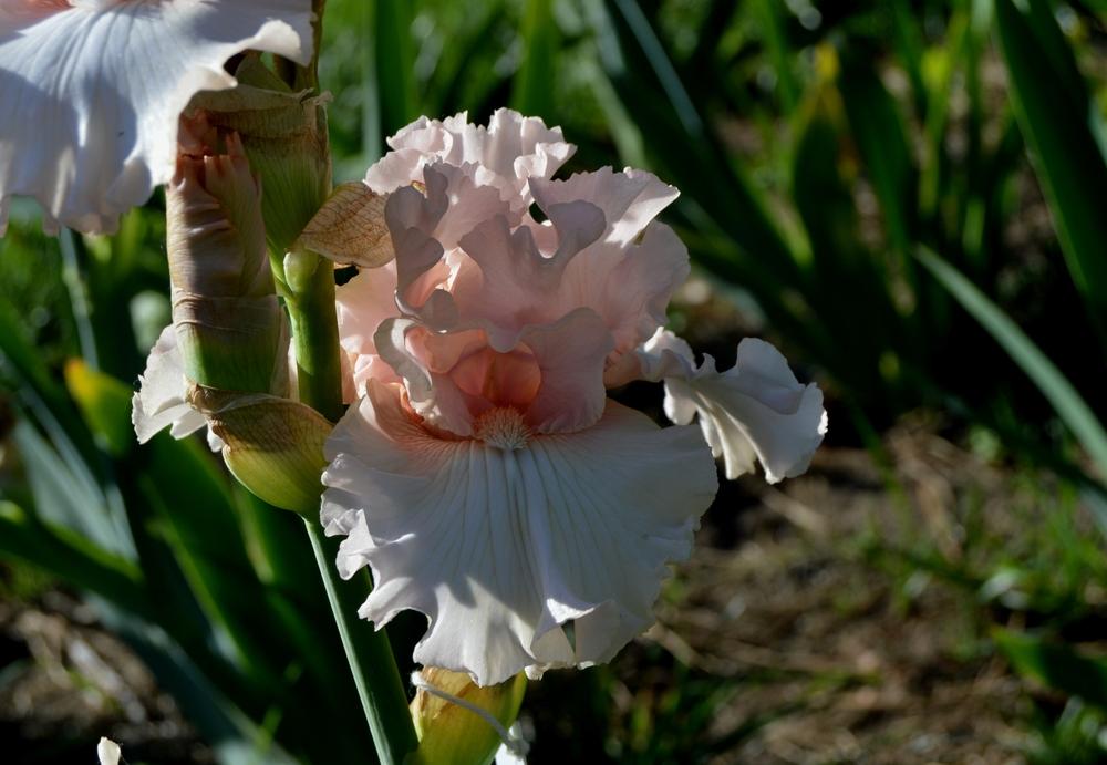 Photo of Tall Bearded Iris (Iris 'Note to God') uploaded by KentPfeiffer