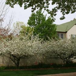 Location: In a client's garden in Oklahoma City
Date: Spring, 2000
Malus sargentii [Sargent's Flowering Crabapple] in OkC 002