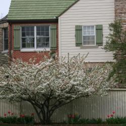 Location: In a client's garden in Oklahoma City
Date: Spring, 2000
Malus sargentii [Sargent's Flowering Crabapple] in OkC 001