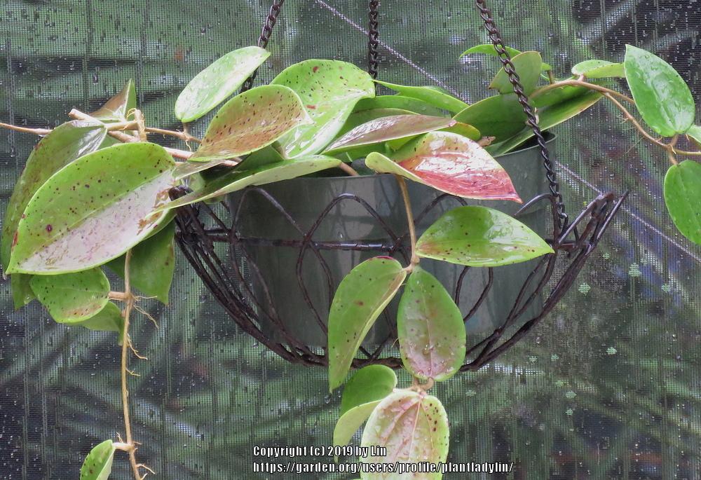 Photo of Wax Plant (Hoya pottsii) uploaded by plantladylin