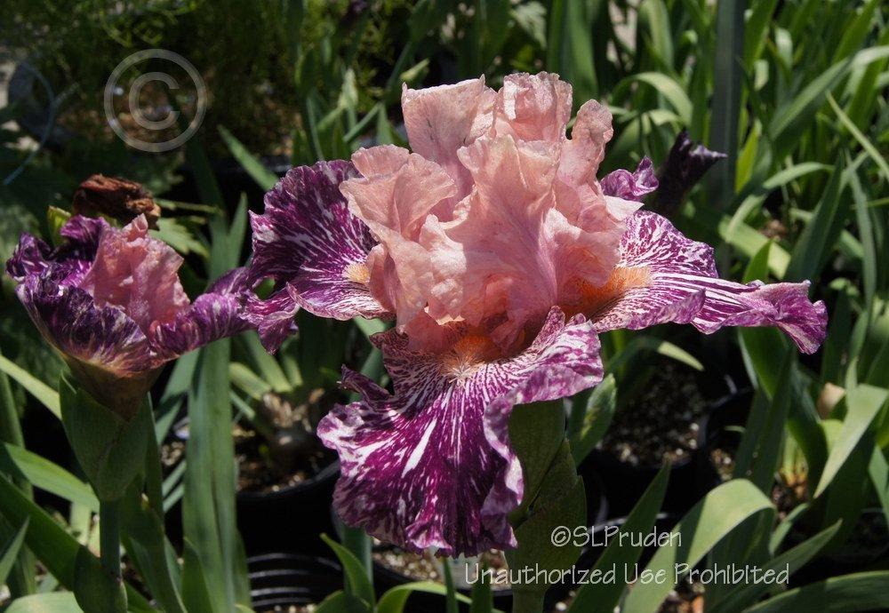Photo of Border Bearded Iris (Iris 'Anaconda Love') uploaded by DaylilySLP
