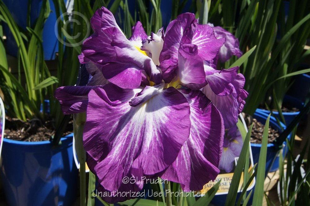 Photo of Japanese Iris (Iris ensata 'Lion King') uploaded by DaylilySLP