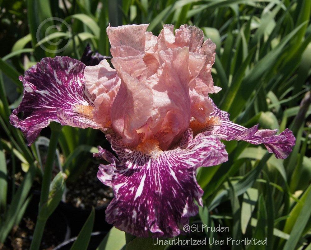Photo of Border Bearded Iris (Iris 'Anaconda Love') uploaded by DaylilySLP