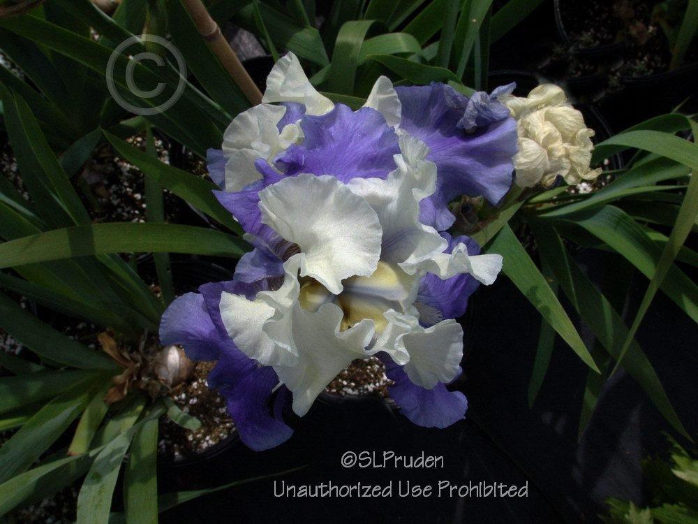 Photo of Tall Bearded Iris (Iris 'Stairway to Heaven') uploaded by DaylilySLP