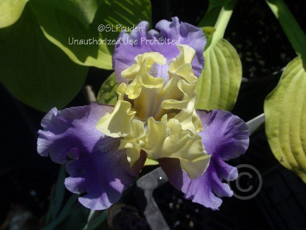 Photo of Tall Bearded Iris (Iris 'Edith Wolford') uploaded by DaylilySLP