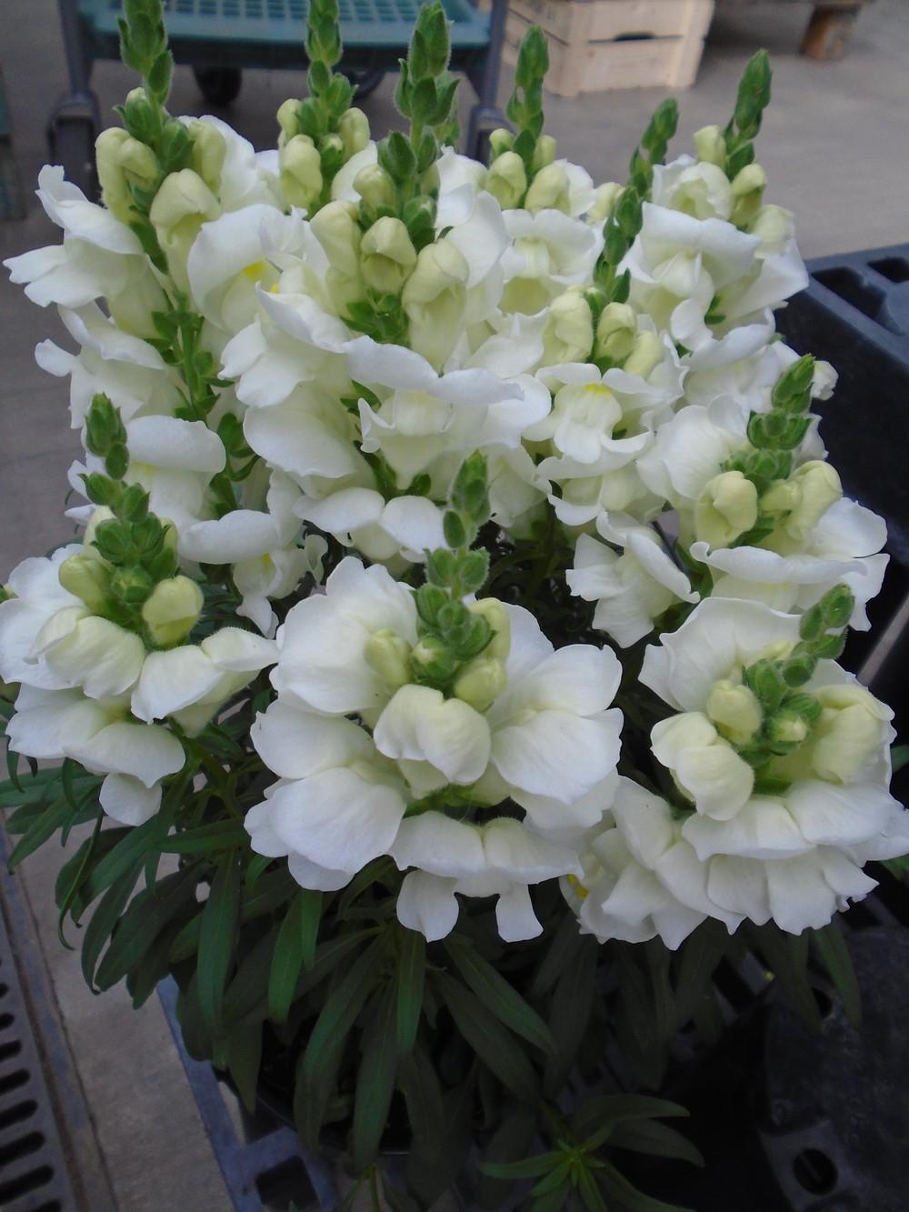 Photo of Snapdragon (Antirrhinum) uploaded by Paul2032