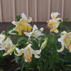 Location: In my garden in Oklahoma City
Date: 06-23-2019
Lilium auratum 'Gold Band' [Lily] 002