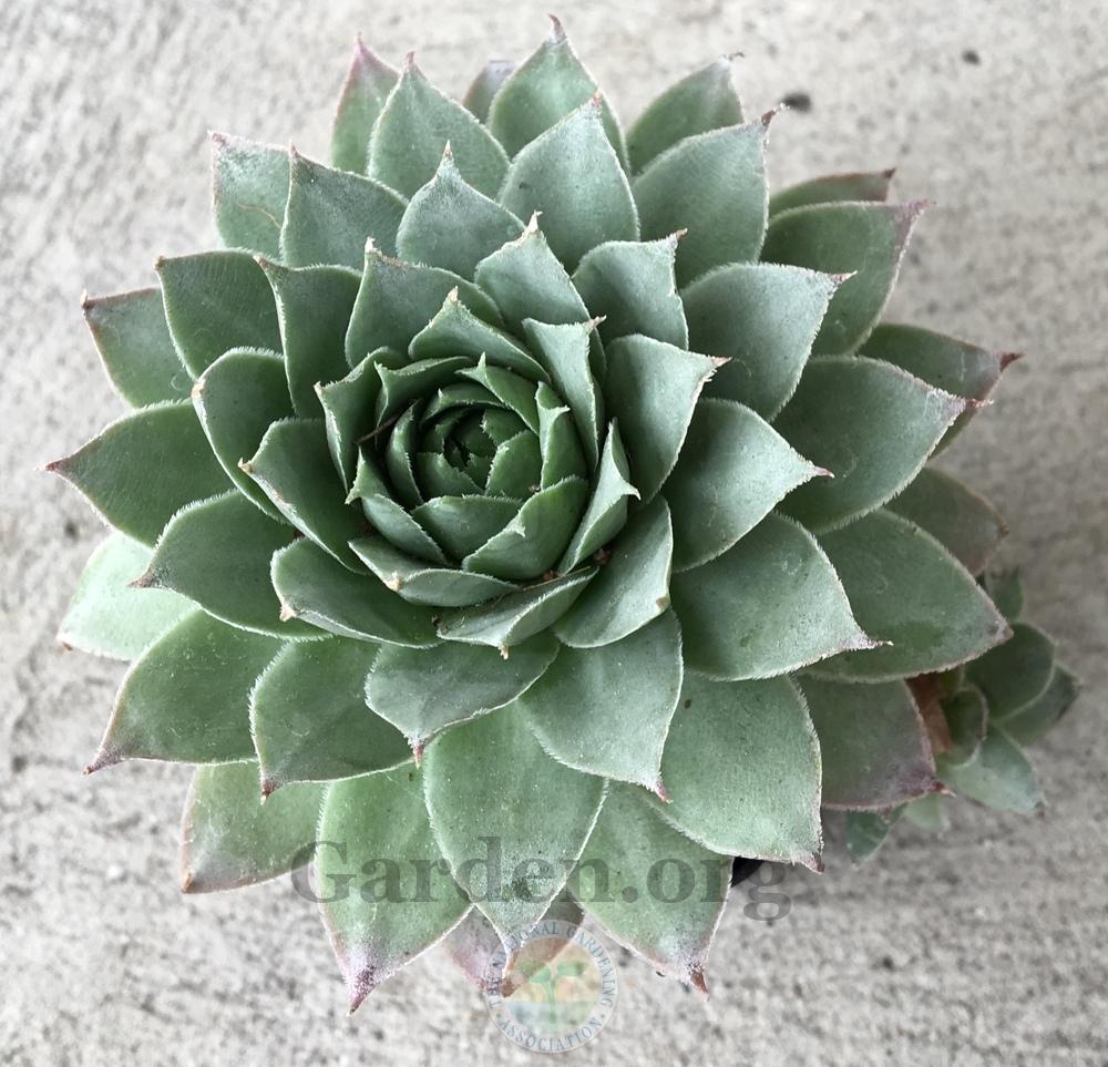 Photo of Hen and Chicks (Sempervivum 'Charolensis') uploaded by BlueOddish