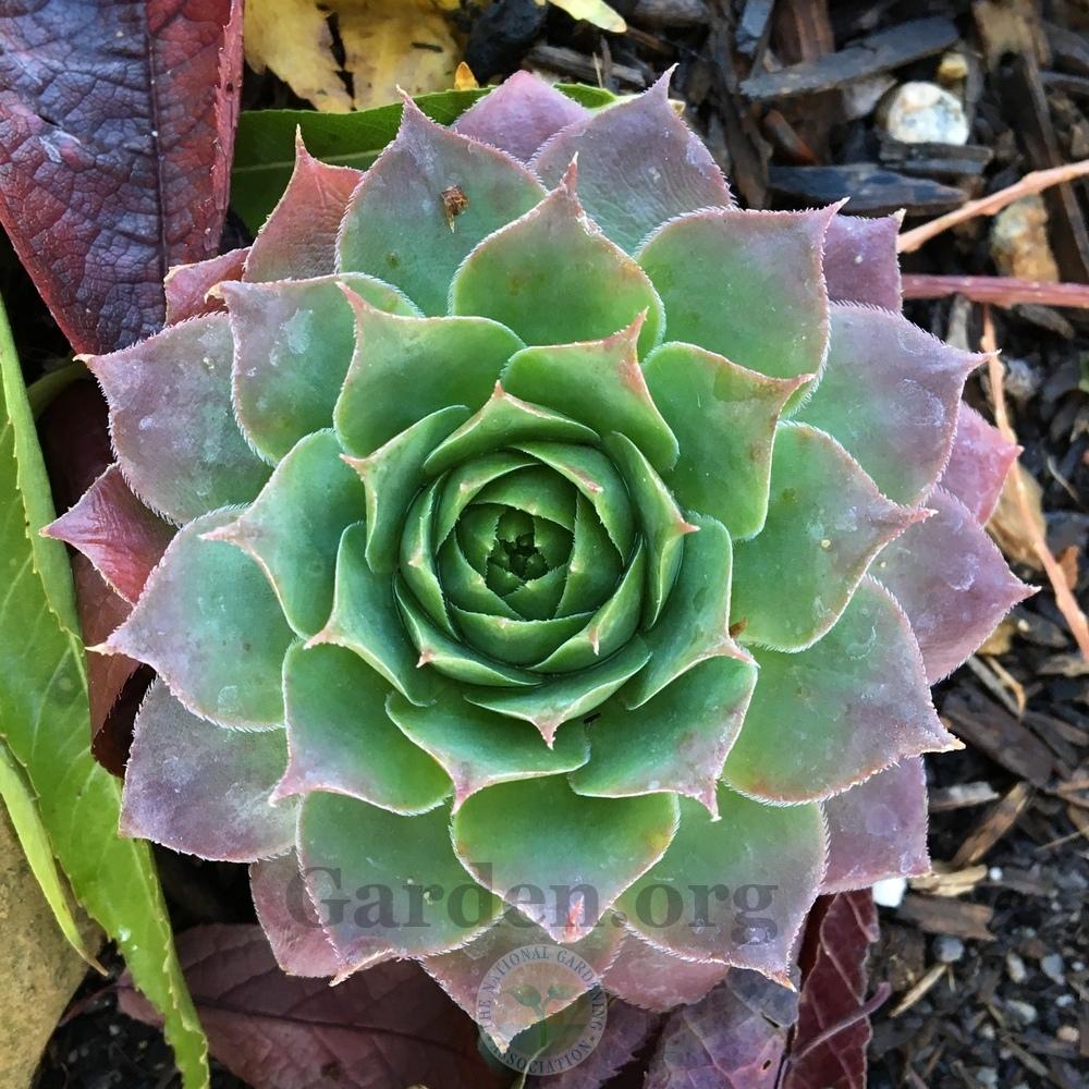 Photo of Hen and Chicks (Sempervivum 'Emerald Giant') uploaded by BlueOddish