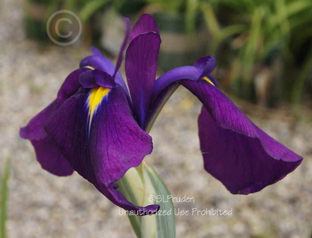 Photo of Japanese Iris (Iris ensata 'Silverband') uploaded by DaylilySLP