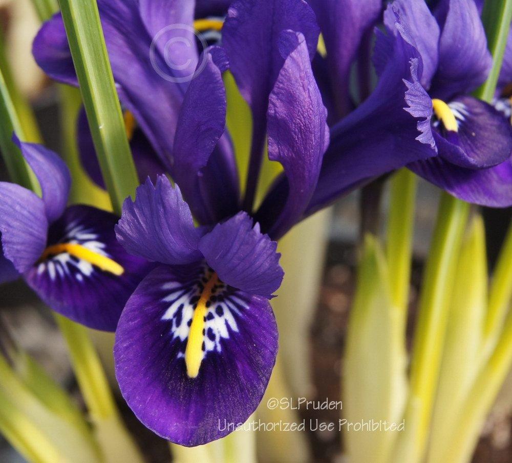 Photo of Reticulated Iris (Iris reticulata) uploaded by DaylilySLP