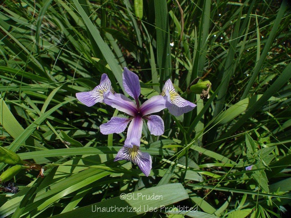 Photo of Species Iris (Iris versicolor) uploaded by DaylilySLP