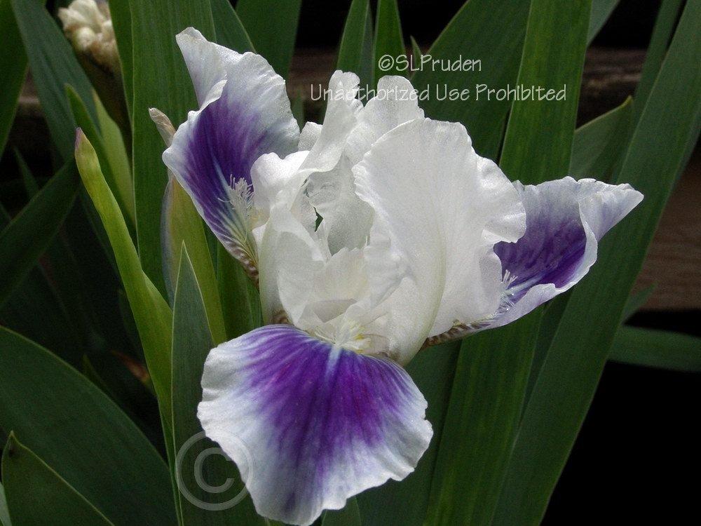 Photo of Standard Dwarf Bearded Iris (Iris 'Boo') uploaded by DaylilySLP