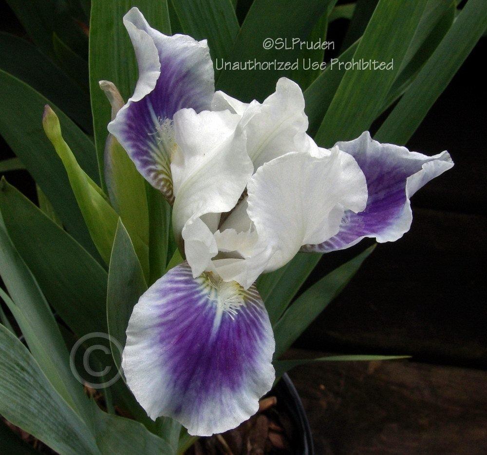Photo of Standard Dwarf Bearded Iris (Iris 'Boo') uploaded by DaylilySLP