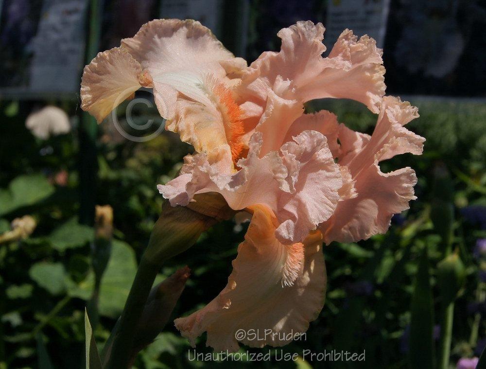 Photo of Tall Bearded Iris (Iris 'Lace Artistry') uploaded by DaylilySLP